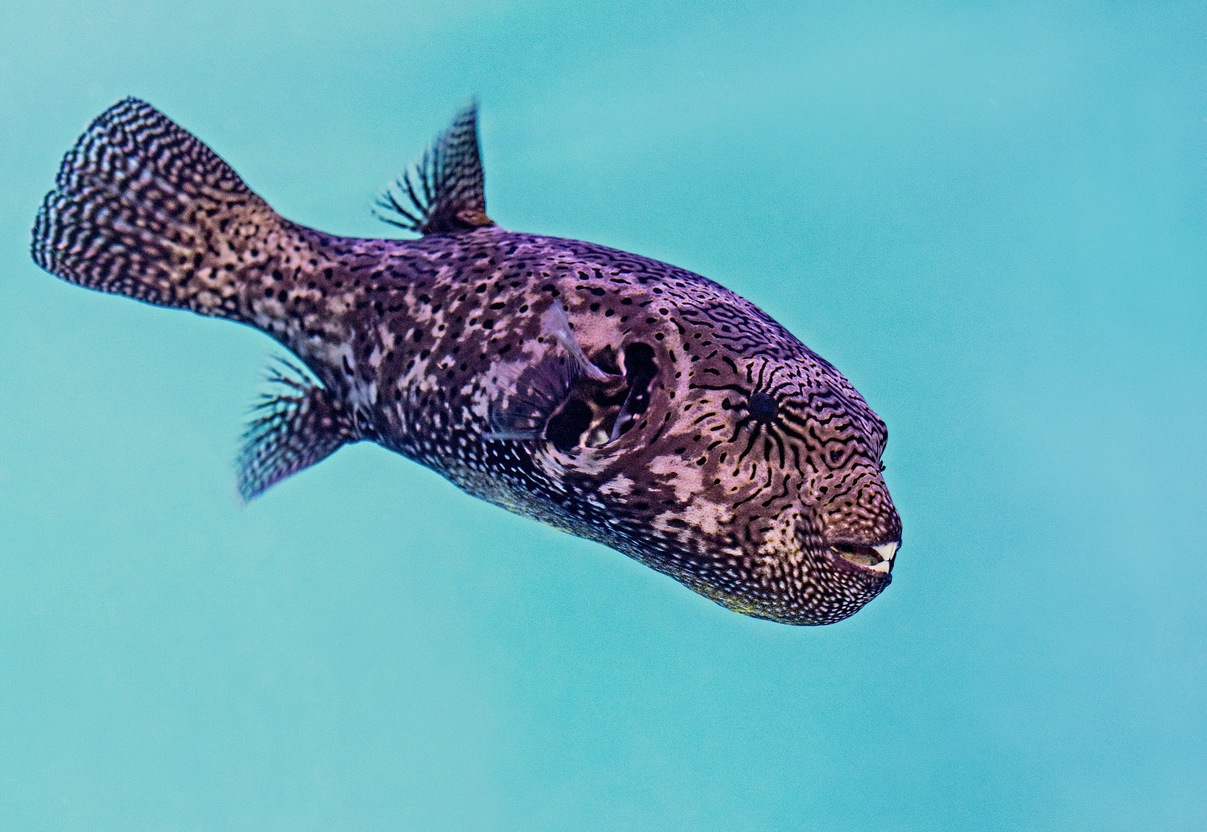 purple pupper fish under water